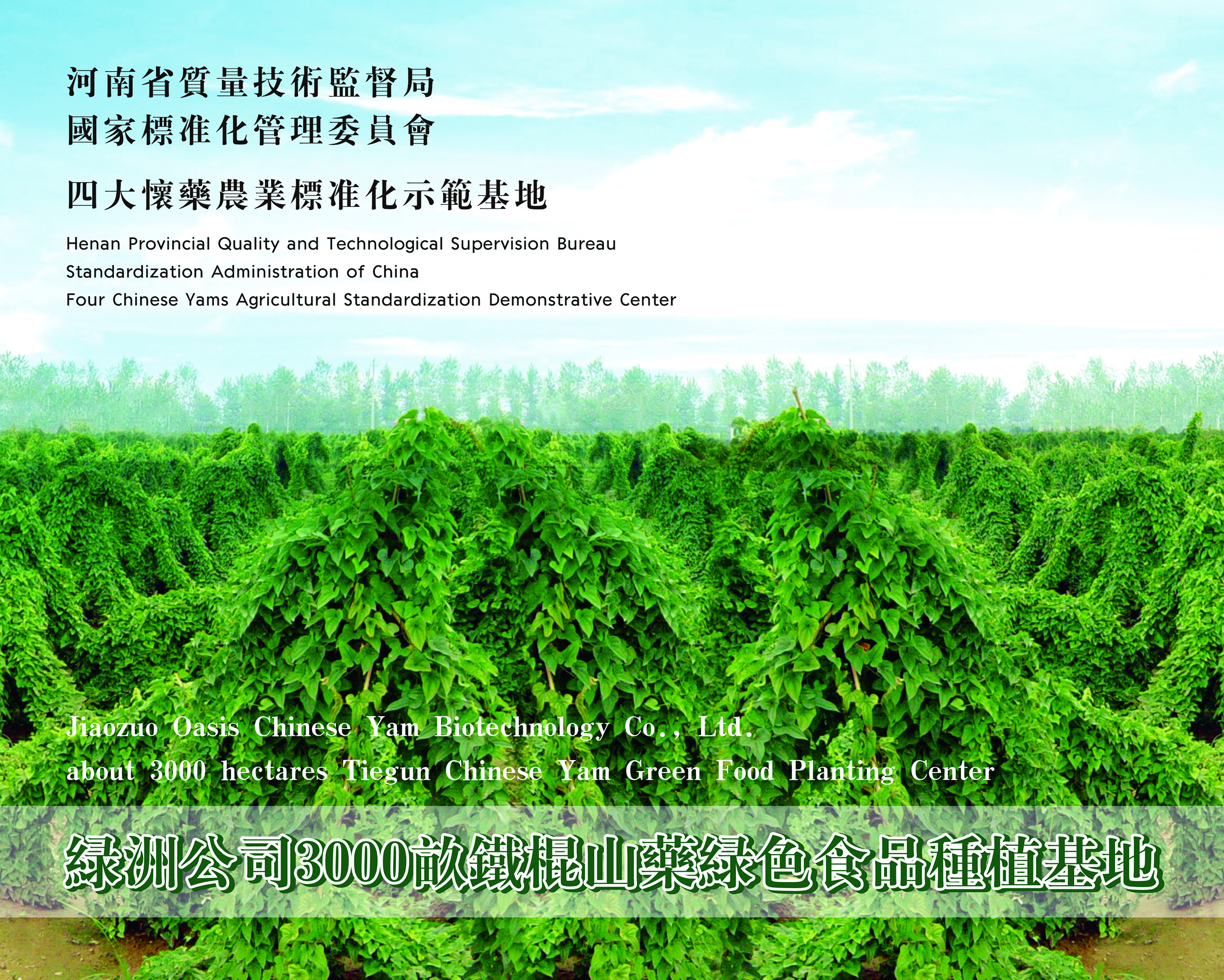 鐵棍山藥種植基地