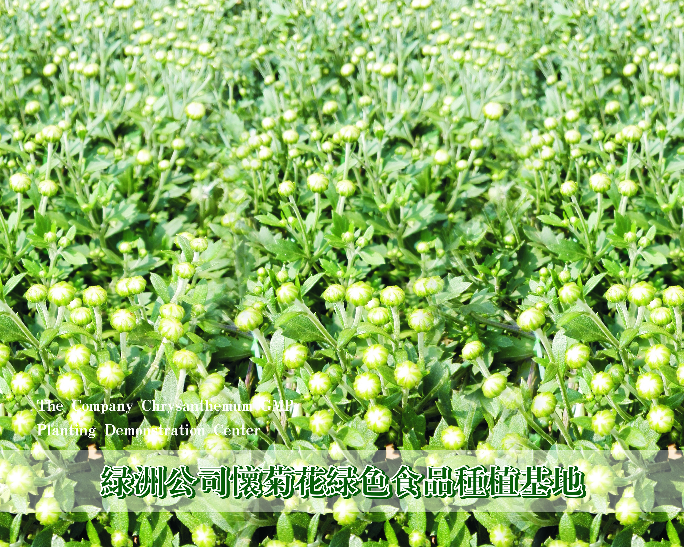 懷菊花種植基地