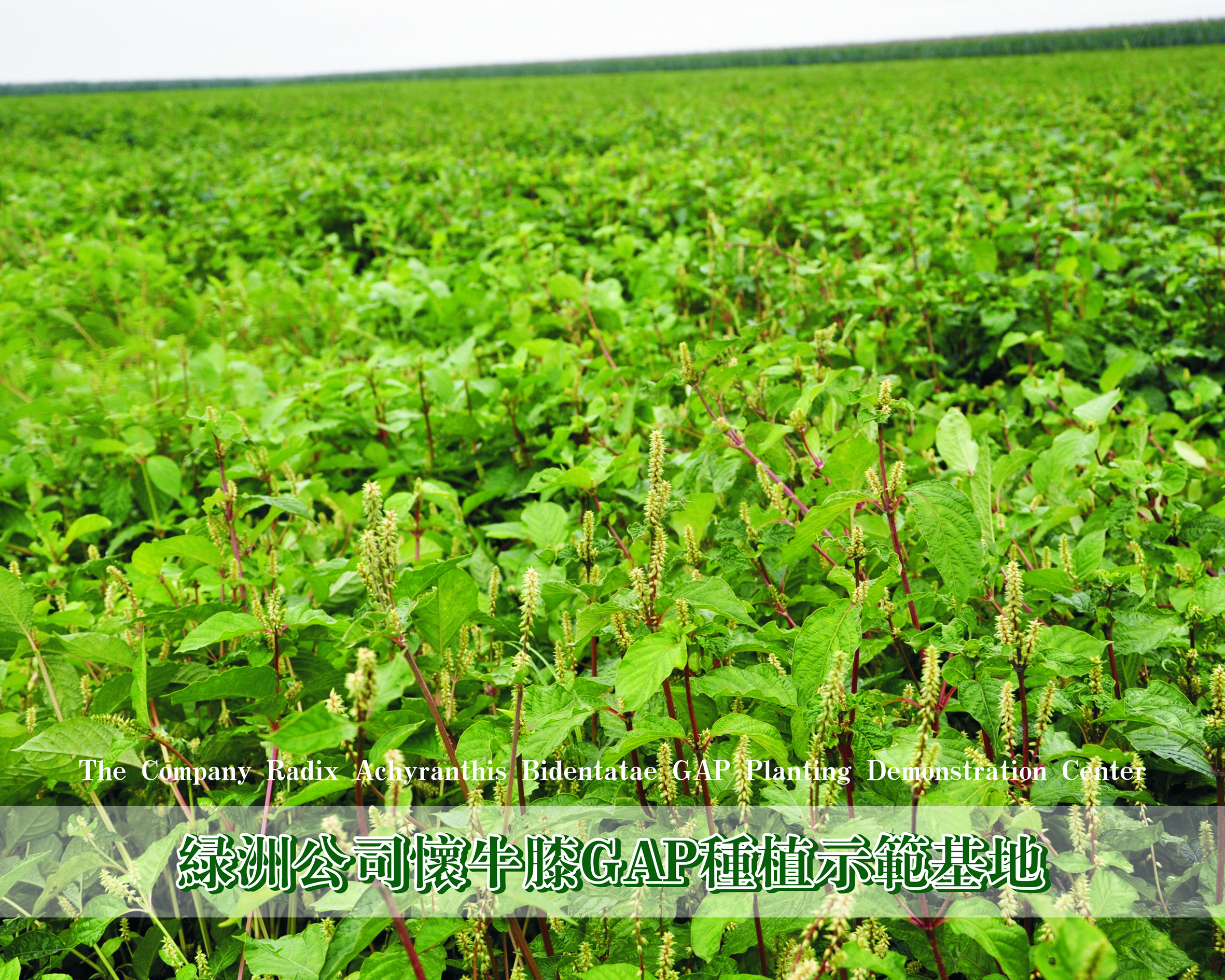 懷牛膝種植基地