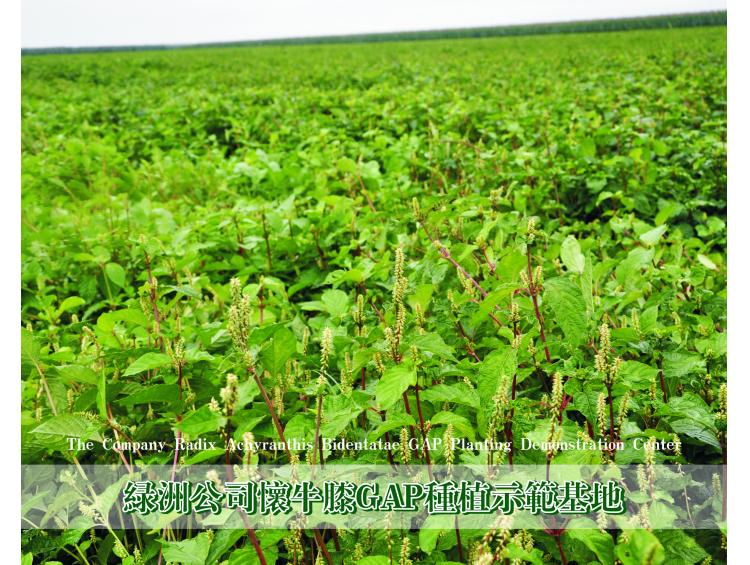 懷牛膝種植基地