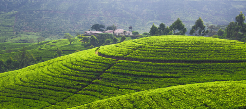 綠洲懷藥三項(xiàng)農(nóng)產(chǎn)品被納入全國(guó)名特優(yōu)新農(nóng)產(chǎn)品